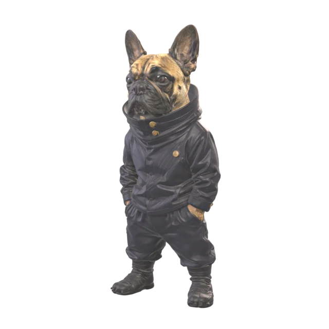 Streetwear French bulldog